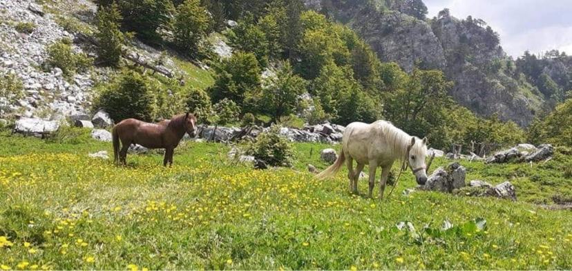 Guesthouse Skender Selimaj فالبني المظهر الخارجي الصورة